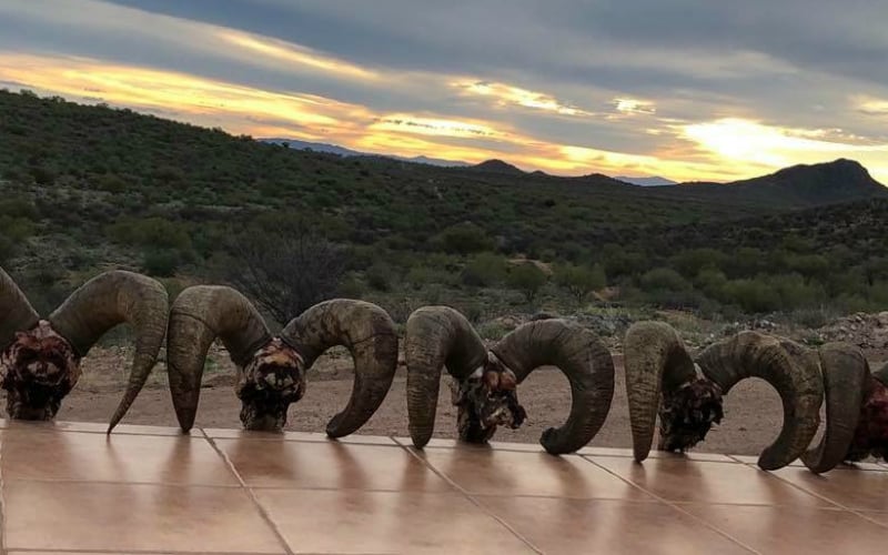 5 desert bighorn trophy horns lined up after a bighorn hunt in Sonora, Mexico.