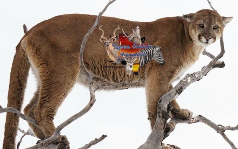 A large mountain lion perched up in a tree during a Colorado mountain lion hunt.