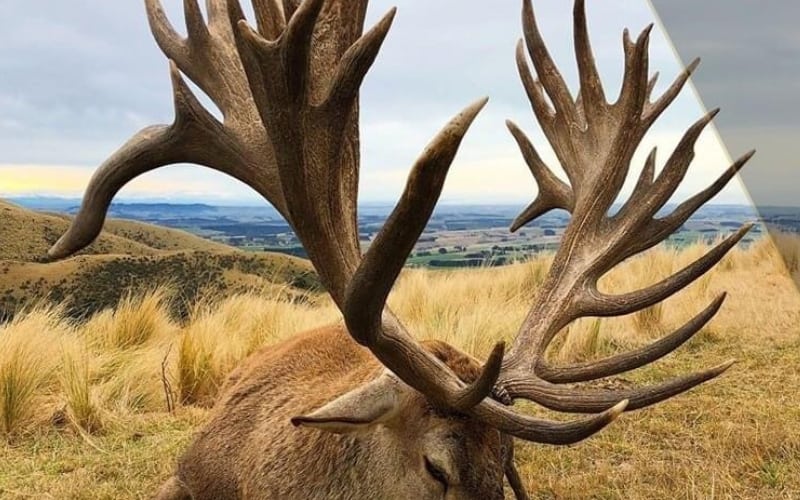 Trophy elk laying in brown grass after being harvested on a New Zealand hunt.