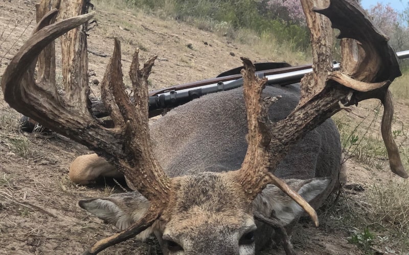Harvested white tail deer laying on the ground with a rifle laying across its side after a successful Texas whitetail deer hunt.