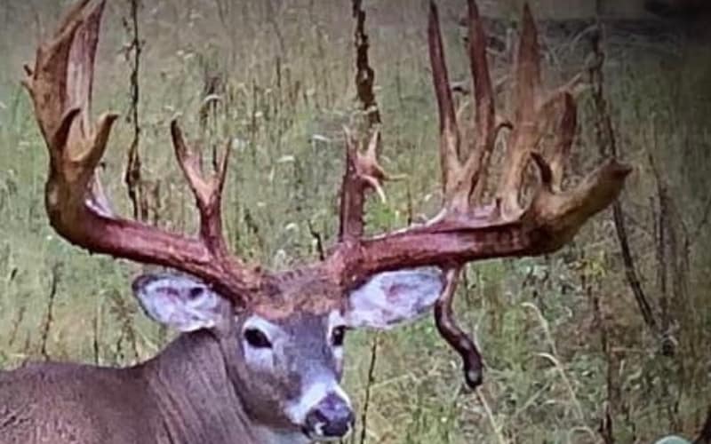 Trophy whitetail buck in a field looking at the camera during a whitetail deer Wisconsin hunt.